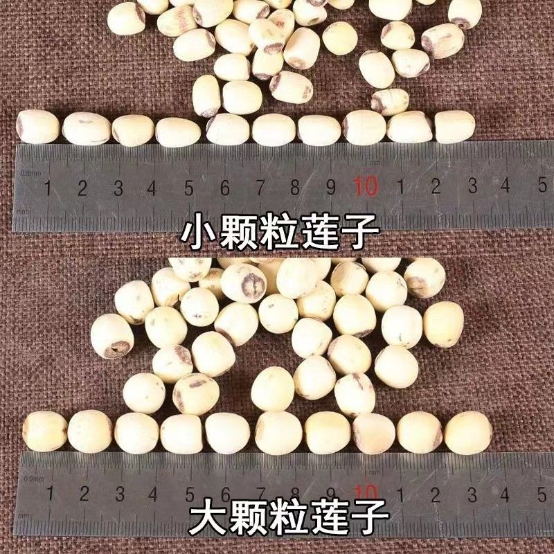 Dried Lotus Seeds Lian Zi 500g Coreless White Lotus Seeds for Soup Congee and Tea quality and texture