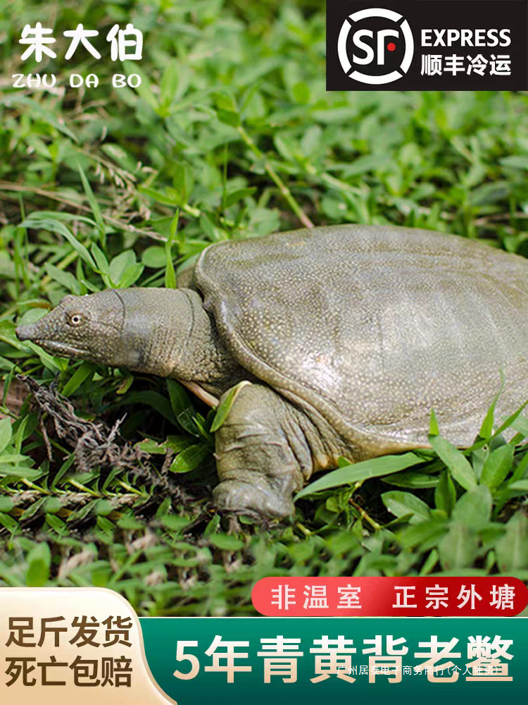 正宗外塘生态放养公母大甲鱼团鱼水鱼王八鲜活中华鳖老鳖鲜活水产
