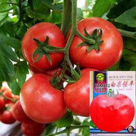 红番茄种子沙瓤大西红柿种籽四季盆栽春季庭院种植蔬菜种子孑