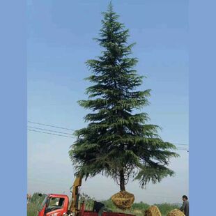 Cold-Resistant Pine Cone Cypress Saplings Evergreen Pine Saplings Christmas Tree Engineering Saplings Bonsai Courtyard Greening Pagoda