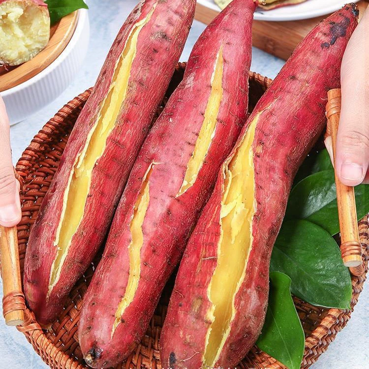 В настоящее время вырыты в Линьтуне, Шэньси, каштан, сладкий картофель, сладкий картофель, свежий сладкий картофель