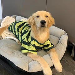 犬服大型犬春夏薄いストライプ服ラブラドール金毛ネットレッド犬服