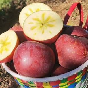 ���ɽ�}Դ���������O�������O���t��Ұ���Ϙ��O��������@