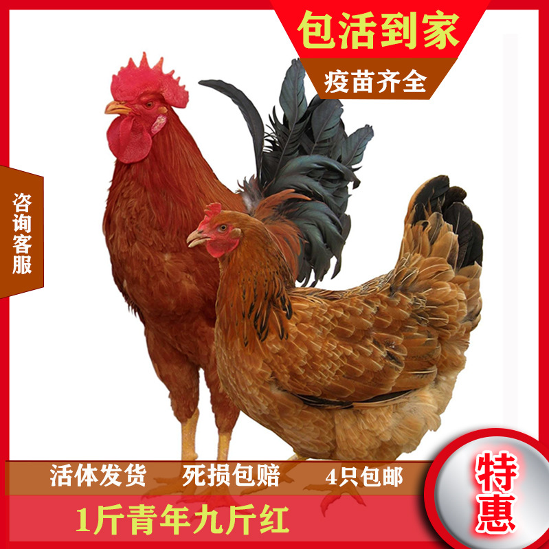 large regular Hens Chicks Price Base 1000 Send only 1000 Death and injury Double Reparation