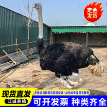 非洲脱温鸵鸟活体幼苗价格 出售租赁成年鸵鸟 景区园林观赏鸵鸟