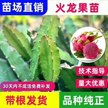 火龙果苗红心火龙果树苗金都大红桂红龙燕窝盆栽阳台种植当年结果