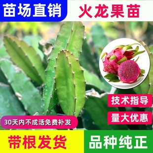 ��������t�Ļ���������𶼴�t��t����C�����̨�Nֲ����Y��
