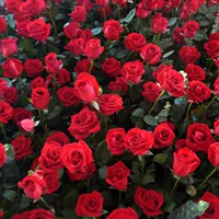 Семена роз, семена цветных роз, четырехсезонные балконные горшечные растения, семена цветов смешанных цветов, декоративные растения