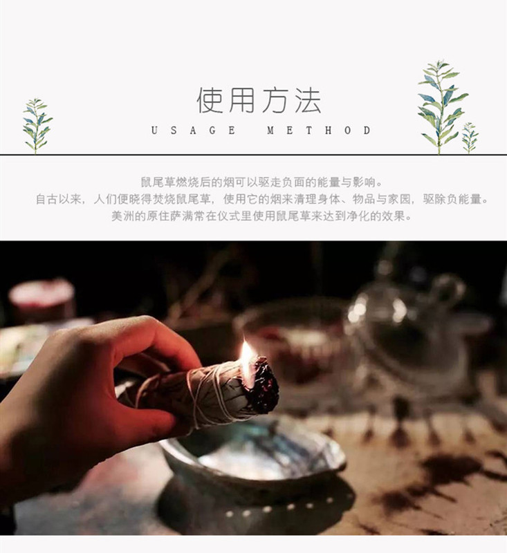 澳洲白鲍鱼贝壳大海螺创意家居摆件烧鼠尾草容器观赏鱼缸盆栽装饰 图 15