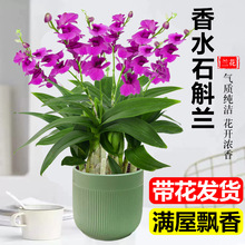 香水石斛兰带花室内客厅花卉盆栽易活四季开花办公室绿植桌面好养