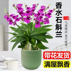 盆栽;乔木;花盆容器