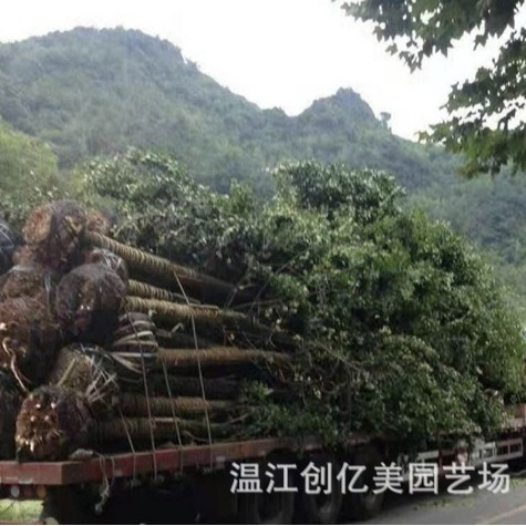 精品银杏树苗15-40公分白果树大量批发 产地直发 园林绿化苗木