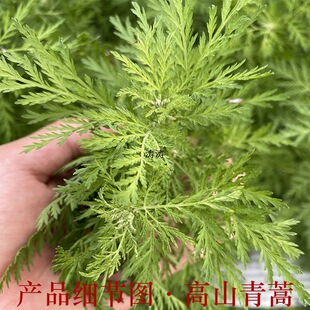 黄蒿青蒿青蒿新鲜青蒿草细叶青蒿叶黄花蒿香蒿臭蒿现采现发好货-阿里巴巴