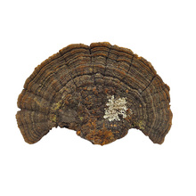 ��ᘌӿ�250g��������ɘ�ɣ�S��؛��֦��Ƭ����֥С�d���X