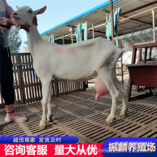 �����Л]���u�߮a������P����ɽ����_����ɽ���Ă��îa������