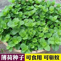 Семена мяты в горшке Комнатный репеллентный комар Лимонный репеллент мяты мята съедобные семена мяты