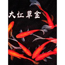 红草金鱼好养耐活长尾大红草观赏鱼锦鲤活体冷水鱼锦鲫红草淡水鱼