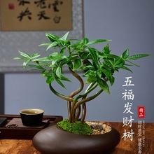 五福发财树新中式禅意盆栽室内桌面造型盆景招财植物耐阴好养绿植