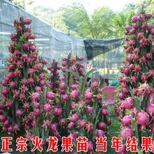 四季火龙果苗地栽红肉火龙果树苗南北种当年结果红心火龙果苗盆栽