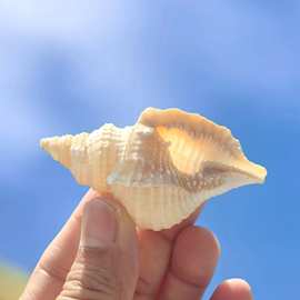 天然稀有海螺贝壳毛扭法螺收藏标本螺地中海家居橱窗装饰鱼缸造景