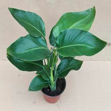 天堂鸟盆栽鹤望兰绿植花卉四季好养耐阴客厅北欧风大叶型室内植物