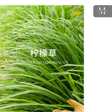 ���ʲݾ��� ӡ���ԠI�a�^+�������é��� �M�چη�����