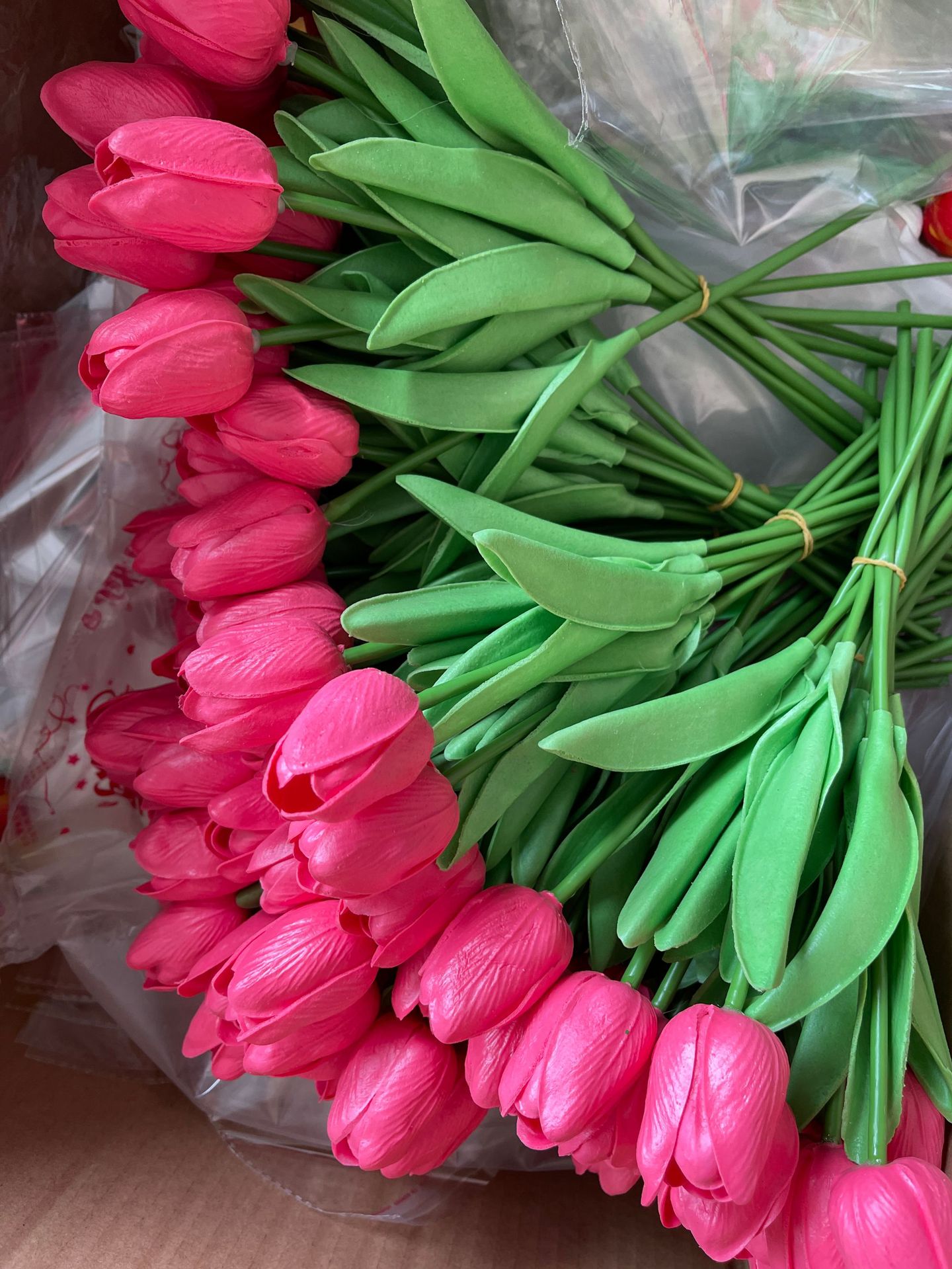 Tulipán rojo sandía