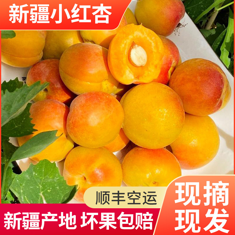 Xinjiang Small Red Apricots, Dried Apricots, Fresh Fruit, Fresh Apricots in Season, Whole Box, Aksu Hanging Apricots, Superior to Small White Apricots