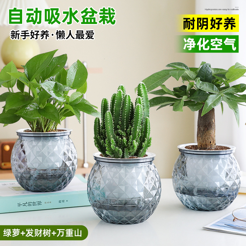 [특가 패키지] 포토스 + 머니트리 + 완중산