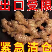 ll云南小黄姜生姜老姜10斤新鲜现挖发仔嫩土子干罗平县旗舰店