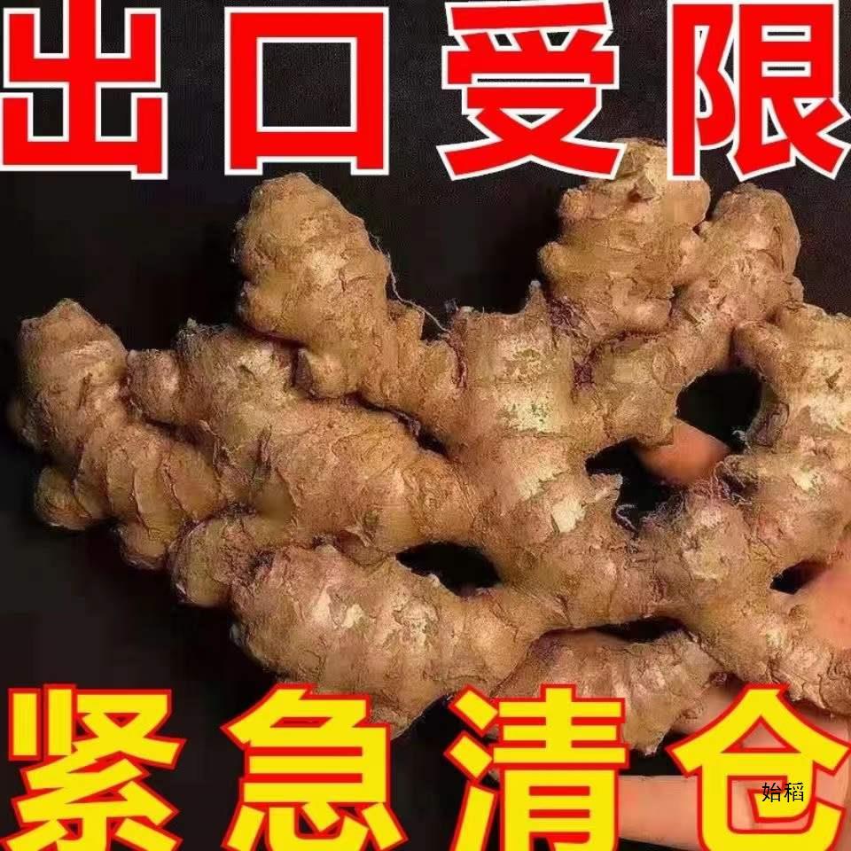 ll云南小黄姜生姜老姜10斤新鲜现挖发仔嫩土子干罗平县旗舰店