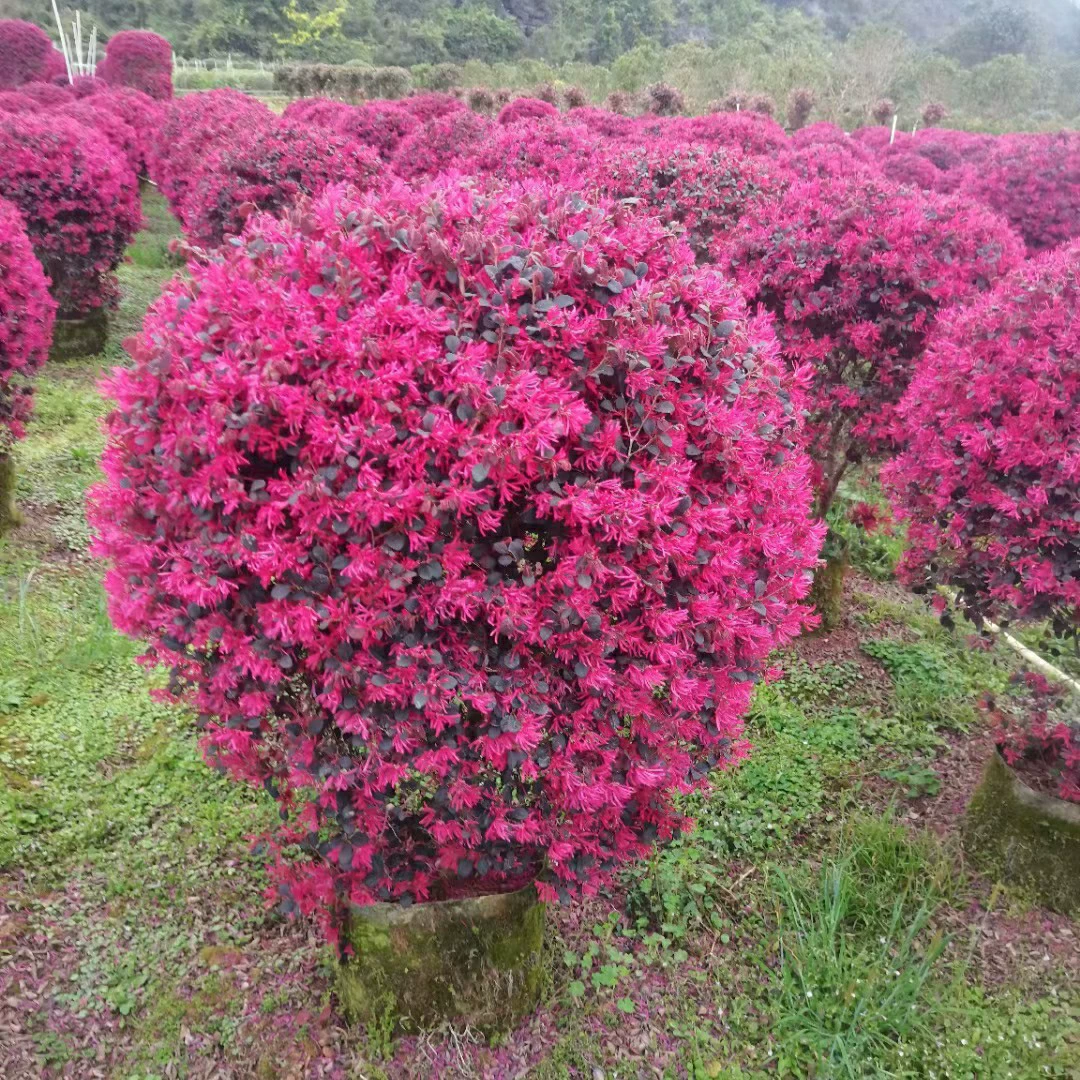 2303 база поставляет красный ребро шаровой формы 80-100 см