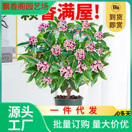 一件代发金边瑞香盆栽浓香型带花苞室内客厅阳台耐寒老桩大苗四季