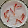 Красно-белый золотой, 7–9 см, 1 шт.