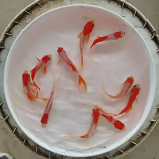 草金鱼红白草好养小型冷水淡水观赏鱼新手水族鱼苗斑马鱼热带鱼
