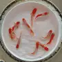 金鱼冷水新手水族观赏鱼