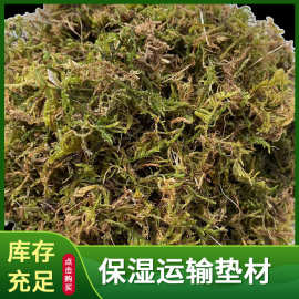 干苔藓水苔青苔蝴蝶兰花多肉石斛营养土育苗嫁接乌龟冬眠垫材批发