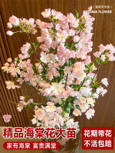 垂丝海棠花盆栽四季开花树苗老桩鲜花卉植物盆景绿植室内年花好养