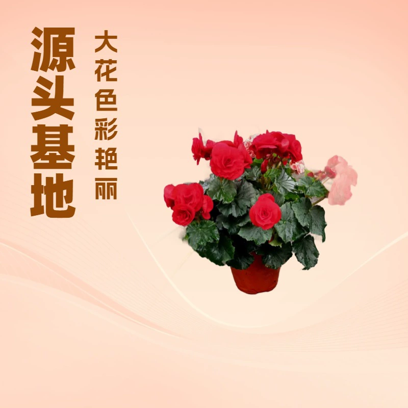 Source специализируется на праздничных крупных цветочных зеленых растениях, розах и базе для бегоний, домашнем офисном саду, многоцветных цветочных горшках.