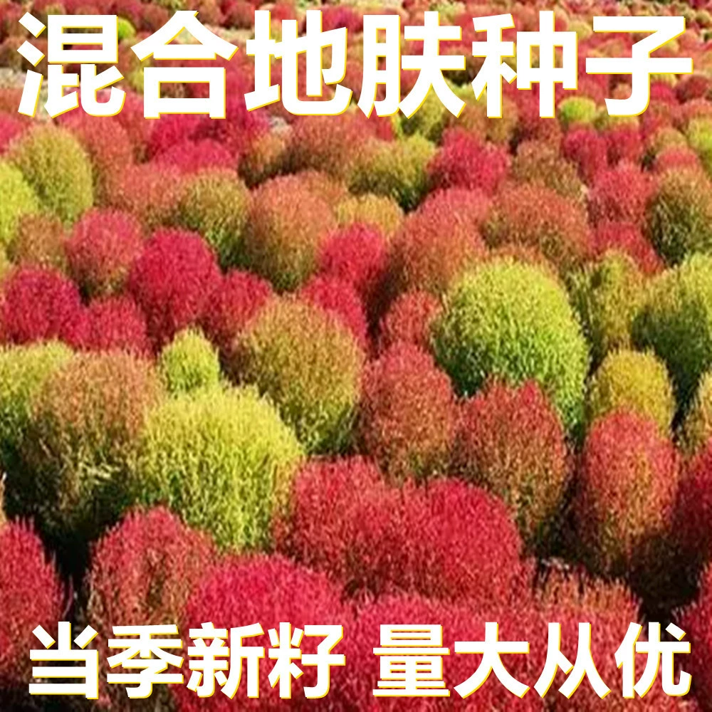 Смешанные семена лисьего хвоста 250-500г в мешках оптом, прямые поставки с места происхождения, сезонные новые семена, семена садовых цветов