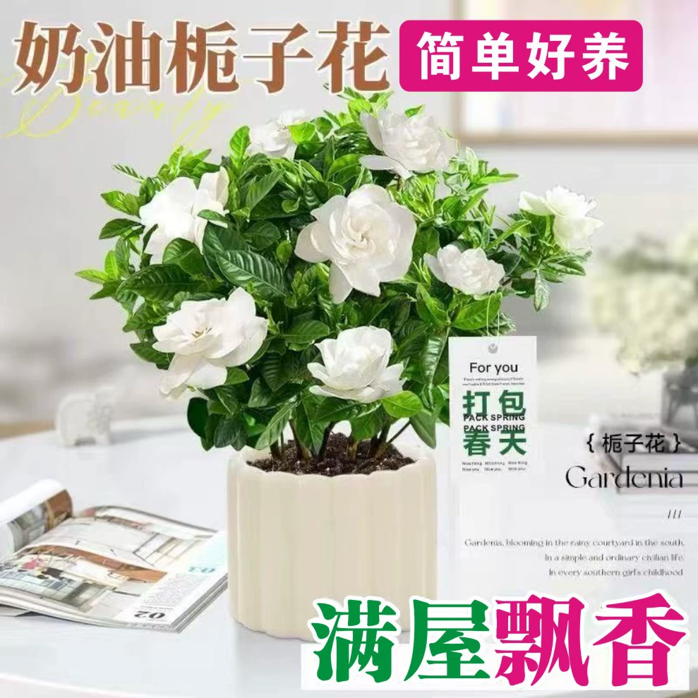 Растение в горшке Gardenia цветет в любое время года с бутонами, комнатный потов, гидропонные цветы, зеленые растения, жасмин, jiu li, ароматный