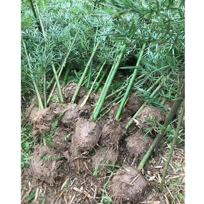 Lei Zhu Lei Gong Zhu Sichuan Проект по зеленению рассады бамбуковых растений во дворе пейзаж частный сад РАСТЕНИЯ