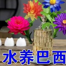 驱蚊虫巴西木开花水养格鲁特木人桌面赖人绿植盆栽客厅室内