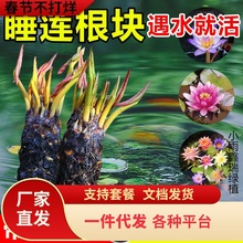 һ�����l˯ɏˮ��ֲ���ļ�ˮ�B�ɻ�ˮɏ�����Ի���ˮ������˯ɏ��