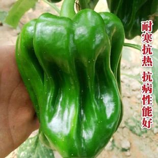 �������N�������N��������Ƥ���N�џ��\�����＾��Z���������N��