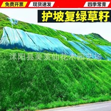 草坪草籽种子四季常青免修剪狗牙根护坡固土绿化草皮高羊茅黑麦草