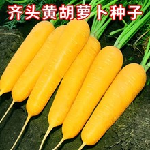齐头黄胡萝卜种子生吃黄色水果萝卜种籽农家菜园庭院秋季蔬菜种孑
