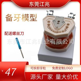 Teeth Model Oral Dental Model Medical Student Practice Examination Resin Teeth Removable Standard New 28 Teeth Preparation