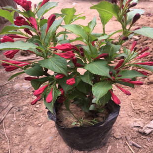 One Piece of Dropshipping Landscaping Seedlings, Courtyard Plants, Hedge Seedlings, Red Prince Brocade Seedlings, Brocade Seedlings, Four-Season Planting