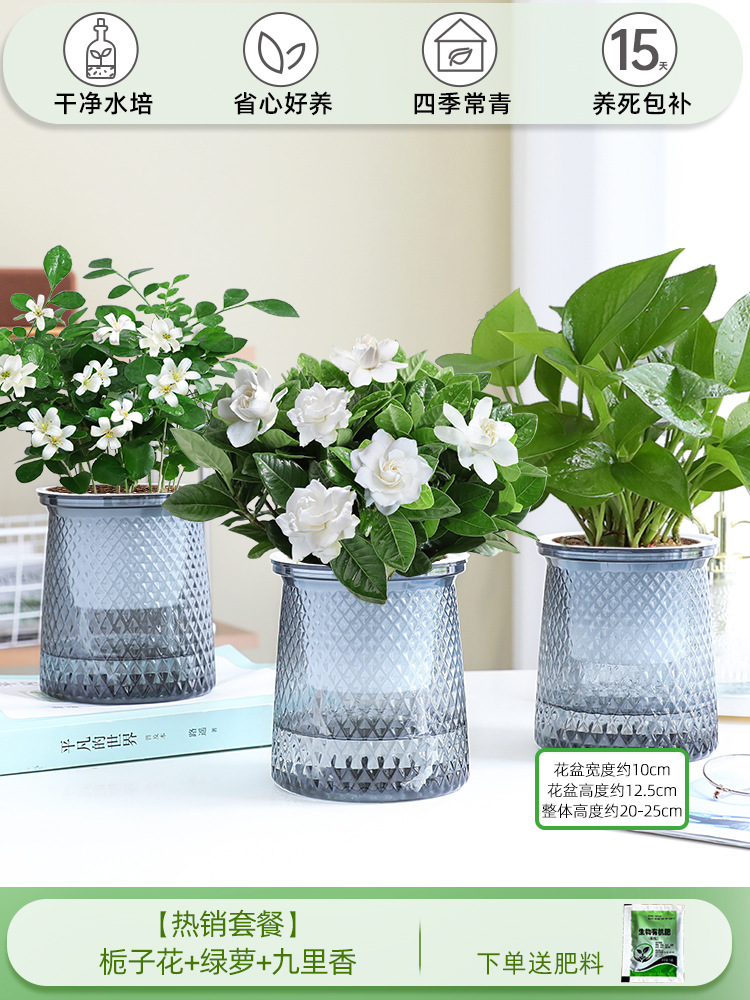 [인기 패키지] 치자나무 + 포토스 + 구리샹